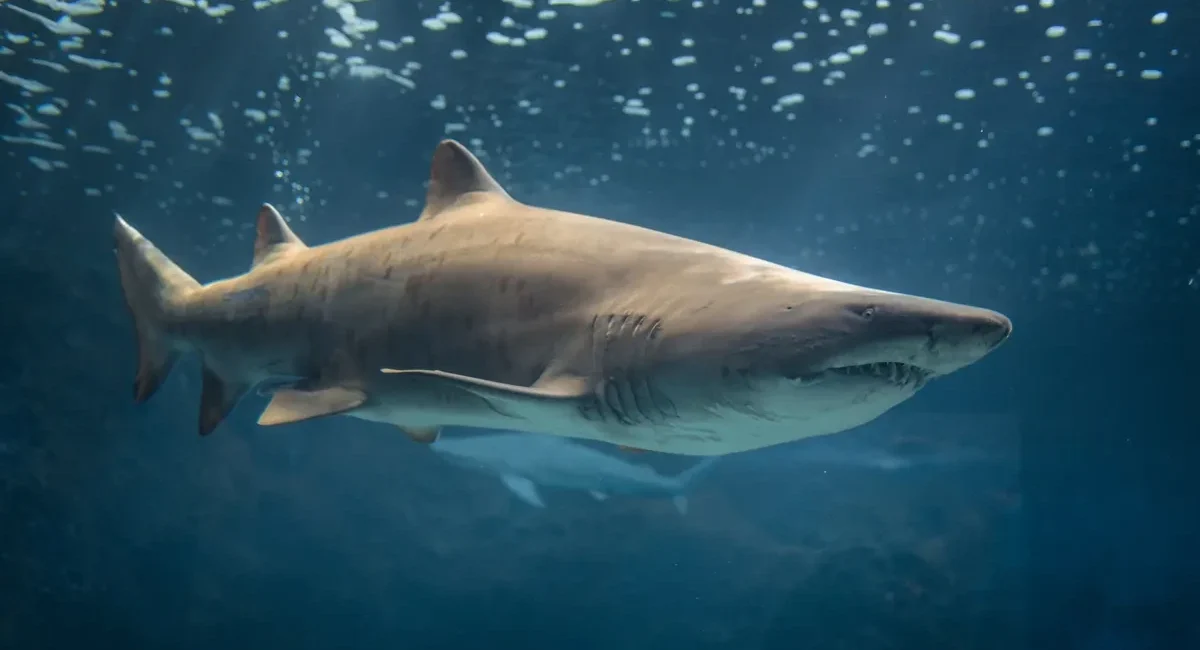 Bull Sharks Spotted by Divers Off Cabo San Lucas Coast