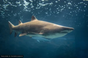 Bull Sharks Spotted by Divers Off Cabo San Lucas Coast