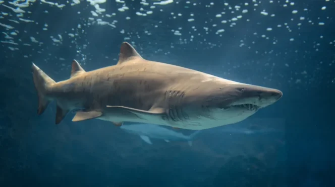 Bull Sharks Spotted by Divers Off Cabo San Lucas Coast