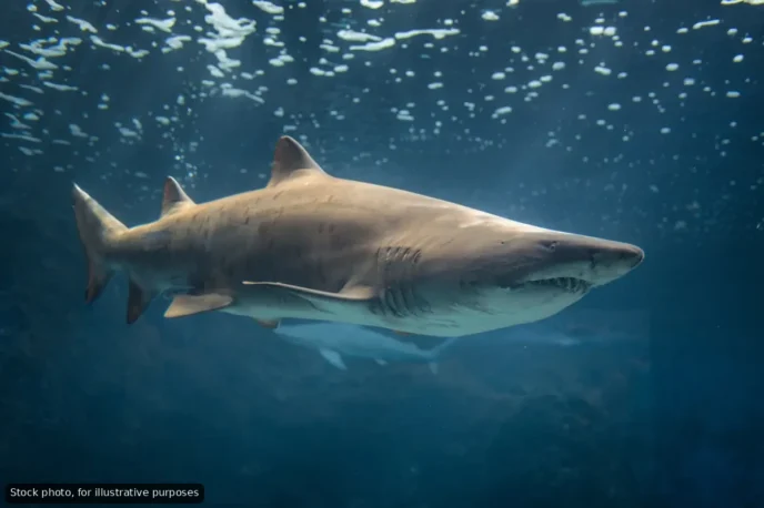 Bull Sharks Spotted by Divers Off Cabo San Lucas Coast