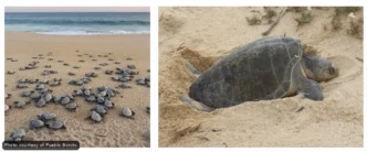 Left panel: many baby sea turtles marching across a sandy beach toward the ocean.