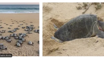 Left panel: many baby sea turtles marching across a sandy beach toward the ocean.