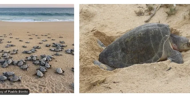 Left panel: many baby sea turtles marching across a sandy beach toward the ocean.