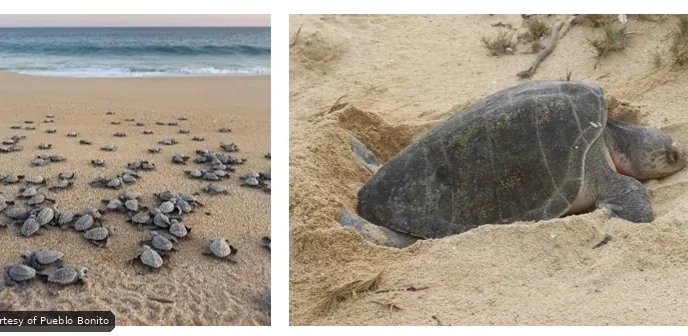 Left panel: many baby sea turtles marching across a sandy beach toward the ocean.