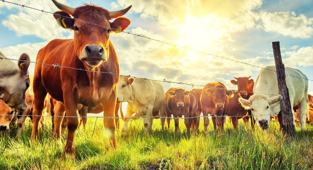 A group of cows behind a barbed-wire fence in a sunny grassy field, facing the camera.