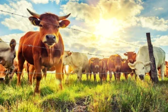 A group of cows behind a barbed-wire fence in a sunny grassy field, facing the camera.