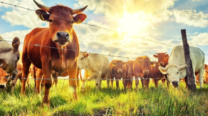 A group of cows behind a barbed-wire fence in a sunny grassy field, facing the camera.