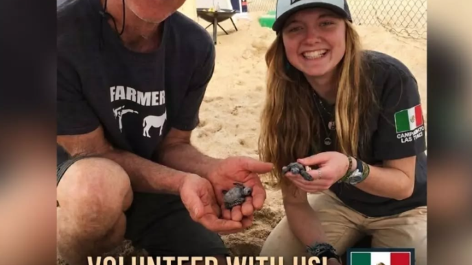 Poster advertising a turtle conservation volunteer program: two volunteers on a sandy beach holding baby hatchlings; top text reads 'TORTUGUEROS LAS PLAYITAS', bottom says 'VOLUNTEER WITH US!' with 'Hatchling season: December - March' and Campamento Las Tunas logo.