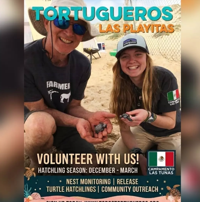 Poster advertising a turtle conservation volunteer program: two volunteers on a sandy beach holding baby hatchlings; top text reads 'TORTUGUEROS LAS PLAYITAS', bottom says 'VOLUNTEER WITH US!' with 'Hatchling season: December - March' and Campamento Las Tunas logo.