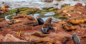 La Paz Sea Lions Expand Territory Beyond Los Islotes
