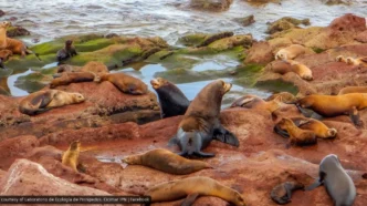 La Paz Sea Lions Expand Territory Beyond Los Islotes