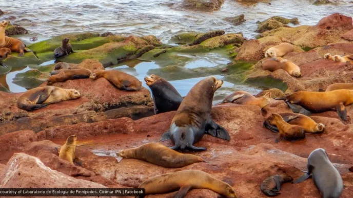 La Paz Sea Lions Expand Territory Beyond Los Islotes
