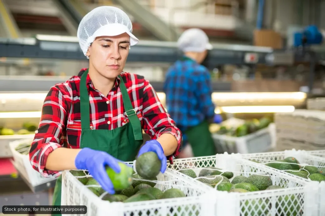 Woman wearing a hairnet and green apron sorting avocados into white crates in a produce facility.
