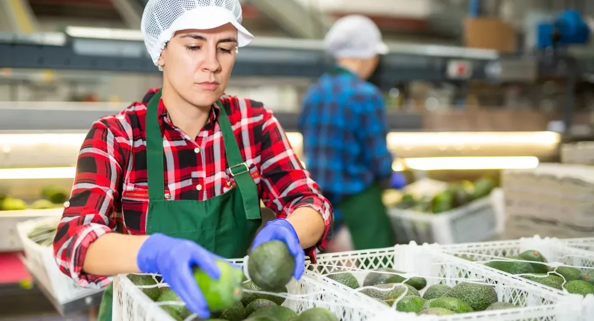 Woman wearing a hairnet and green apron sorting avocados into white crates in a produce facility.