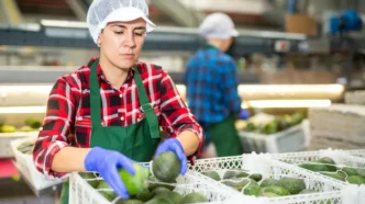 Woman wearing a hairnet and green apron sorting avocados into white crates in a produce facility.