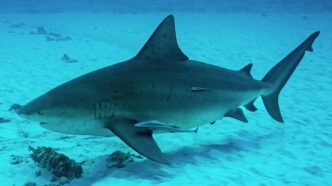Large tiger shark gliding underwater over a sandy seabed with a few small fish nearby