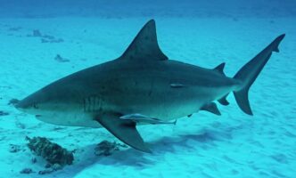 Large tiger shark gliding underwater over a sandy seabed with a few small fish nearby