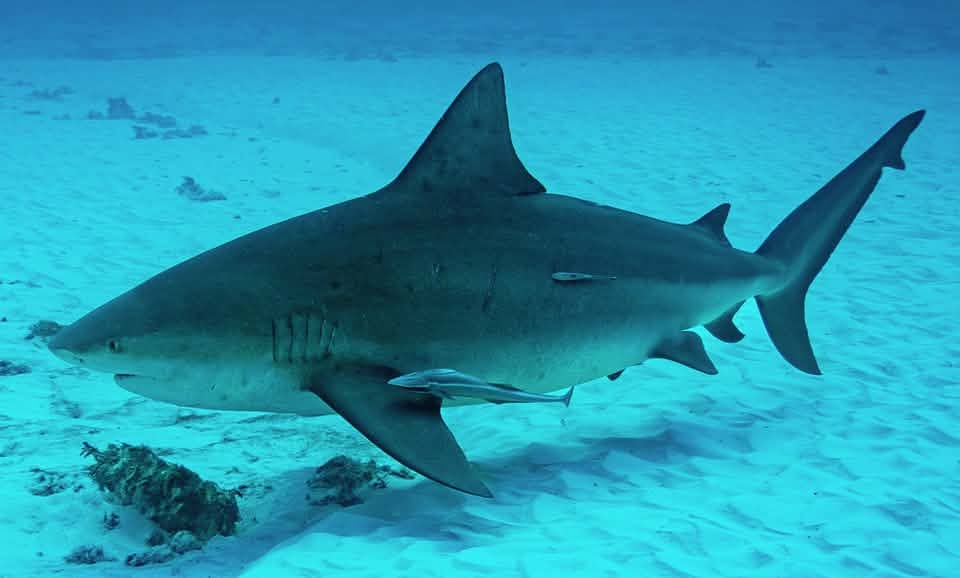 bullShark - Gringo Gazette Large tiger shark gliding underwater over a sandy seabed with a few small fish nearby