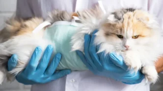 Free Pet Sterilization Days Set for San José del Cabo