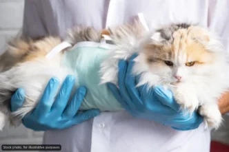 Free Pet Sterilization Days Set for San José del Cabo