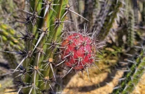 Pitaya Season Brings La Paz Tradition to Life