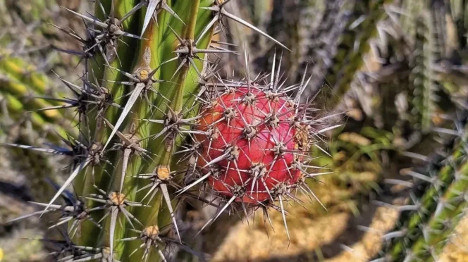 Pitaya Season Brings La Paz Tradition to Life