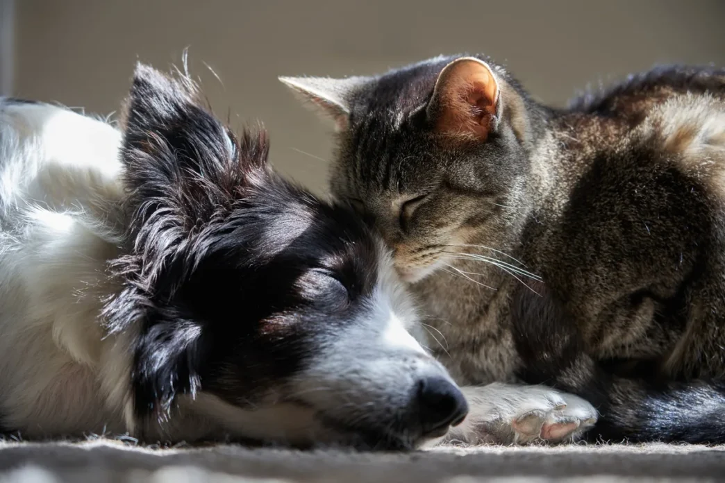 Cat and dog cuddling while they nap, the cat nuzzling the dog's head in a sunlit spot.