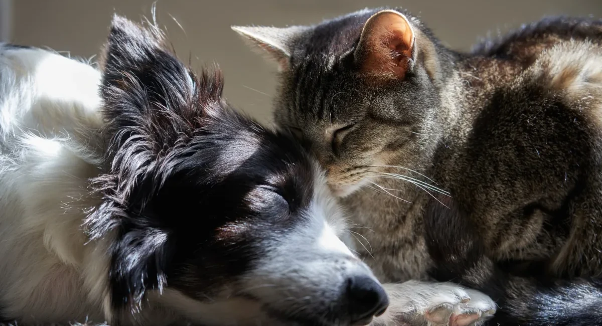 Cat and dog cuddling while they nap, the cat nuzzling the dog's head in a sunlit spot.