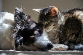 Cat and dog cuddling while they nap, the cat nuzzling the dog's head in a sunlit spot.