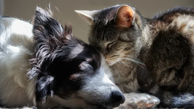 Cat and dog cuddling while they nap, the cat nuzzling the dog's head in a sunlit spot.