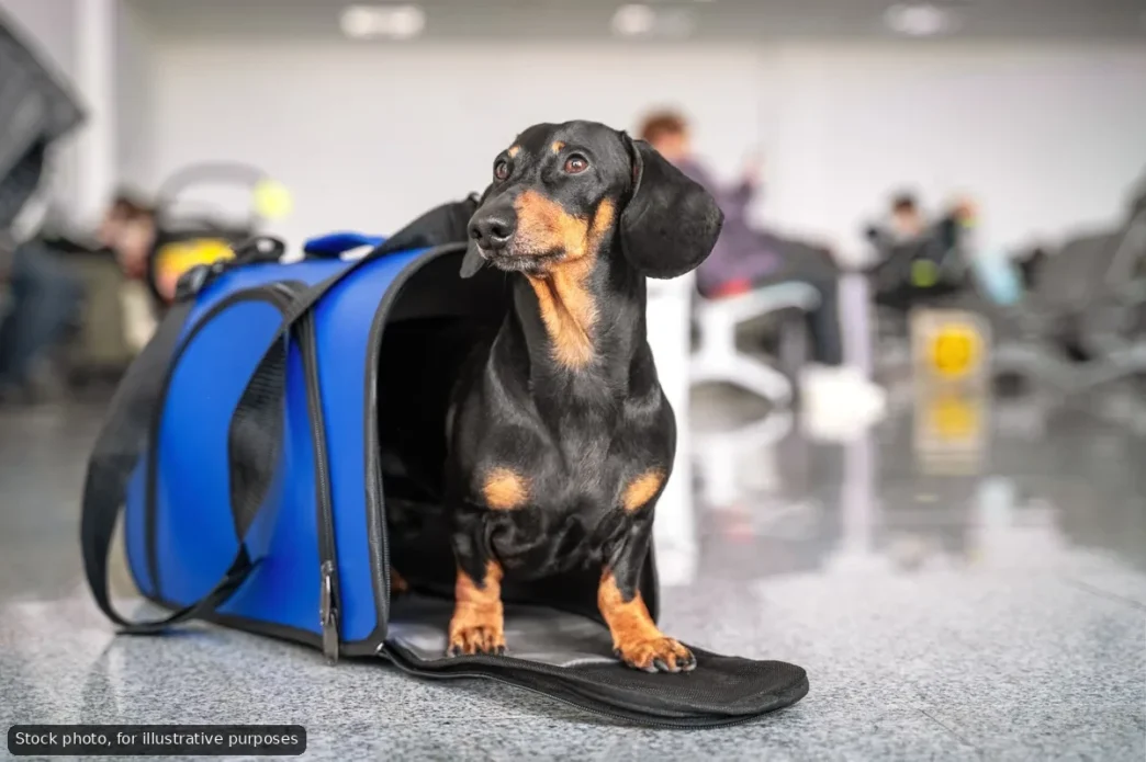 Mexico Requires New Health Certificate for Dogs Entering from US - Gringo Gazette Mexico Requires New Health Certificate for Dogs Entering from US