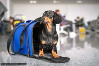 Mexico Requires New Health Certificate for Dogs Entering from US