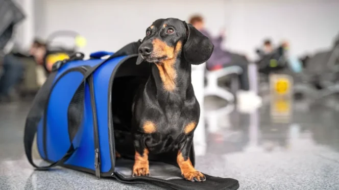 Mexico Requires New Health Certificate for Dogs Entering from US