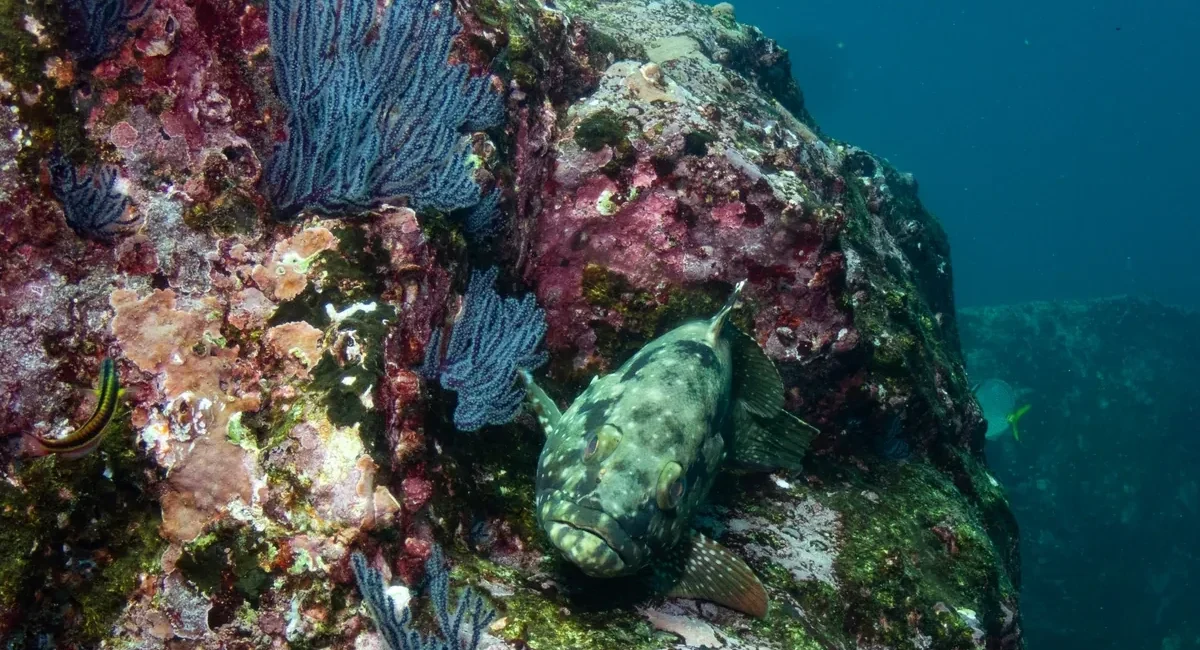 BCS Pilots Japanese Artificial Reef Tech to Boost Fish