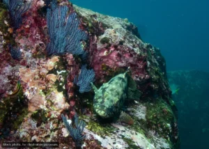 BCS Pilots Japanese Artificial Reef Tech to Boost Fish