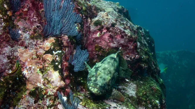 BCS Pilots Japanese Artificial Reef Tech to Boost Fish