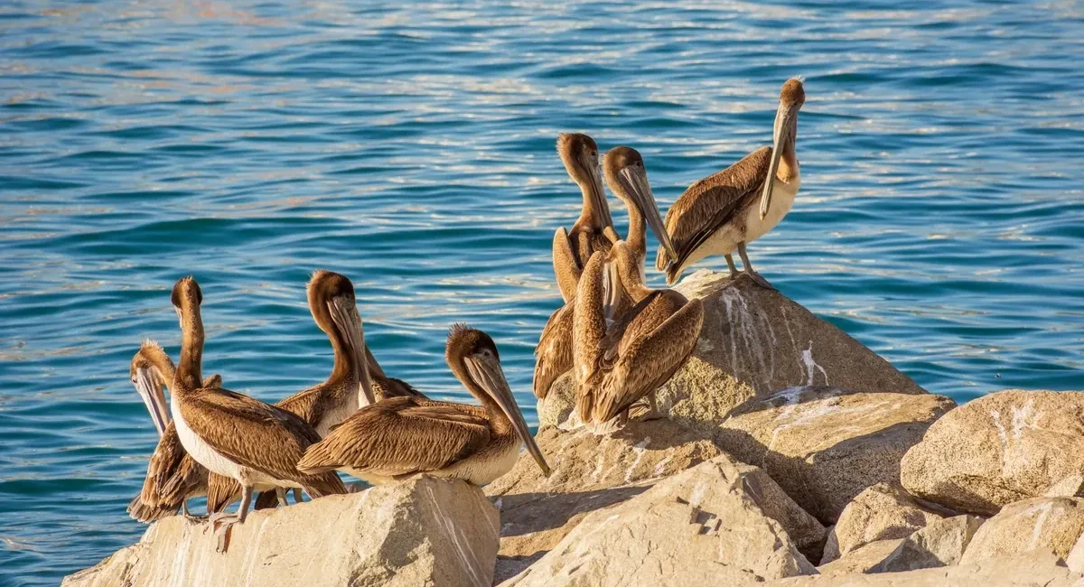Brown pelicans perched on sunlit rocks along the blue sea shore.