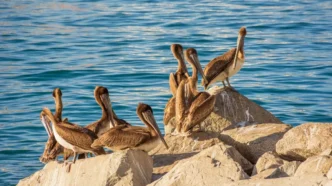 Brown pelicans perched on sunlit rocks along the blue sea shore.