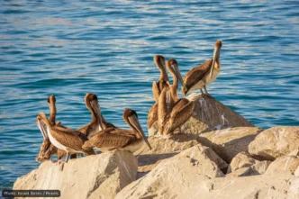 Brown pelicans perched on sunlit rocks along the blue sea shore.