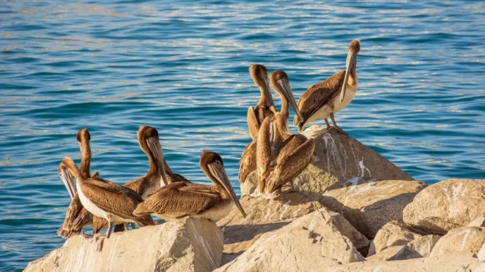 Brown pelicans perched on sunlit rocks along the blue sea shore.