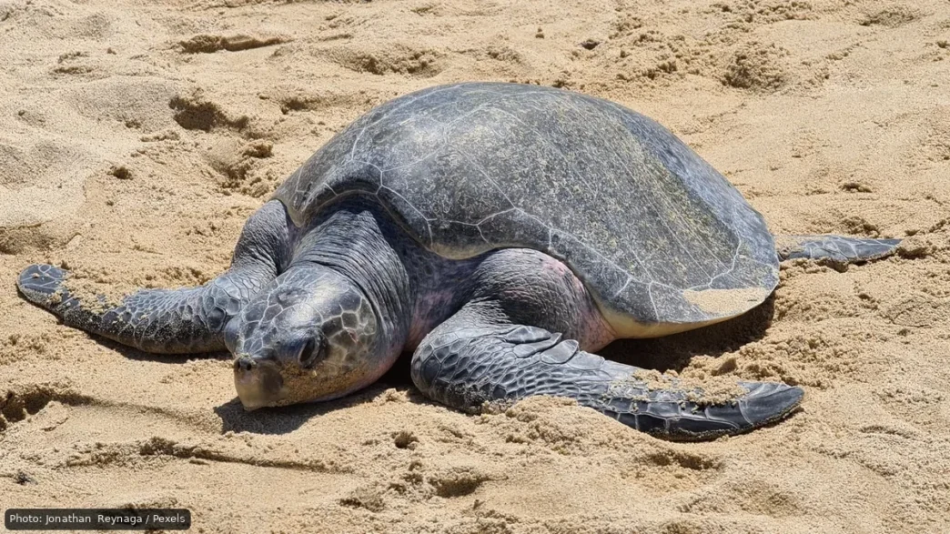 Large sea turtle resting on sandy beach with its front flippers extended outward.