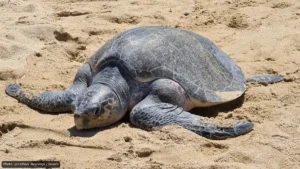 Large sea turtle resting on sandy beach with its front flippers extended outward.