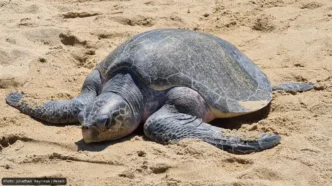 Large sea turtle resting on sandy beach with its front flippers extended outward.