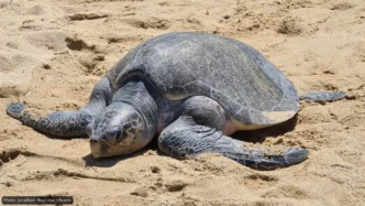 Large sea turtle resting on sandy beach with its front flippers extended outward.