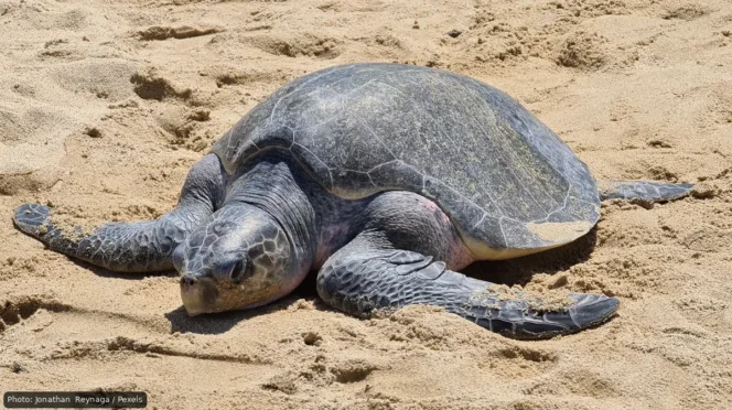 Large sea turtle resting on sandy beach with its front flippers extended outward.