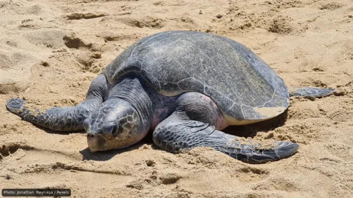 Large sea turtle resting on sandy beach with its front flippers extended outward.