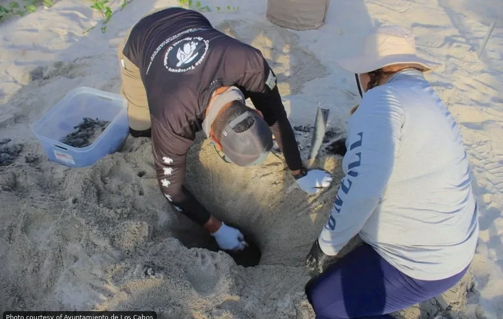 Los Cabos Beaches See Peak Sea Turtle Nesting Season