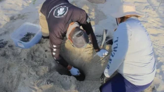 Los Cabos Beaches See Peak Sea Turtle Nesting Season