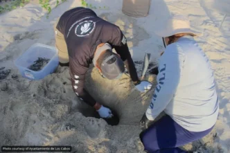 Los Cabos Beaches See Peak Sea Turtle Nesting Season
