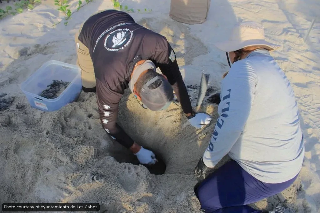 Los Cabos Beaches See Peak Sea Turtle Nesting Season - Gringo Gazette Los Cabos Beaches See Peak Sea Turtle Nesting Season